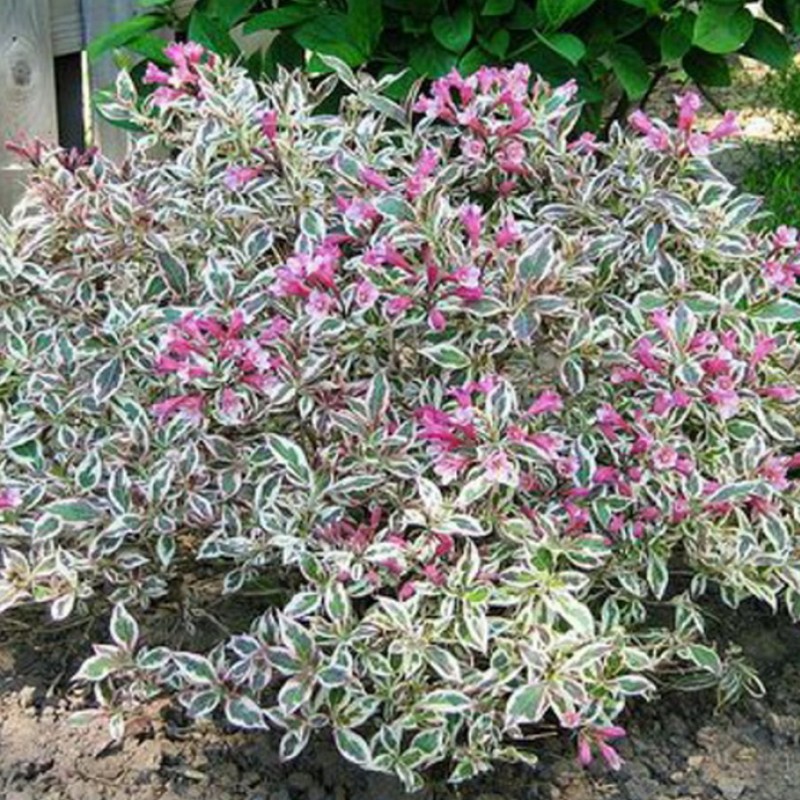 Weigela ‘All Summer Monet’ 